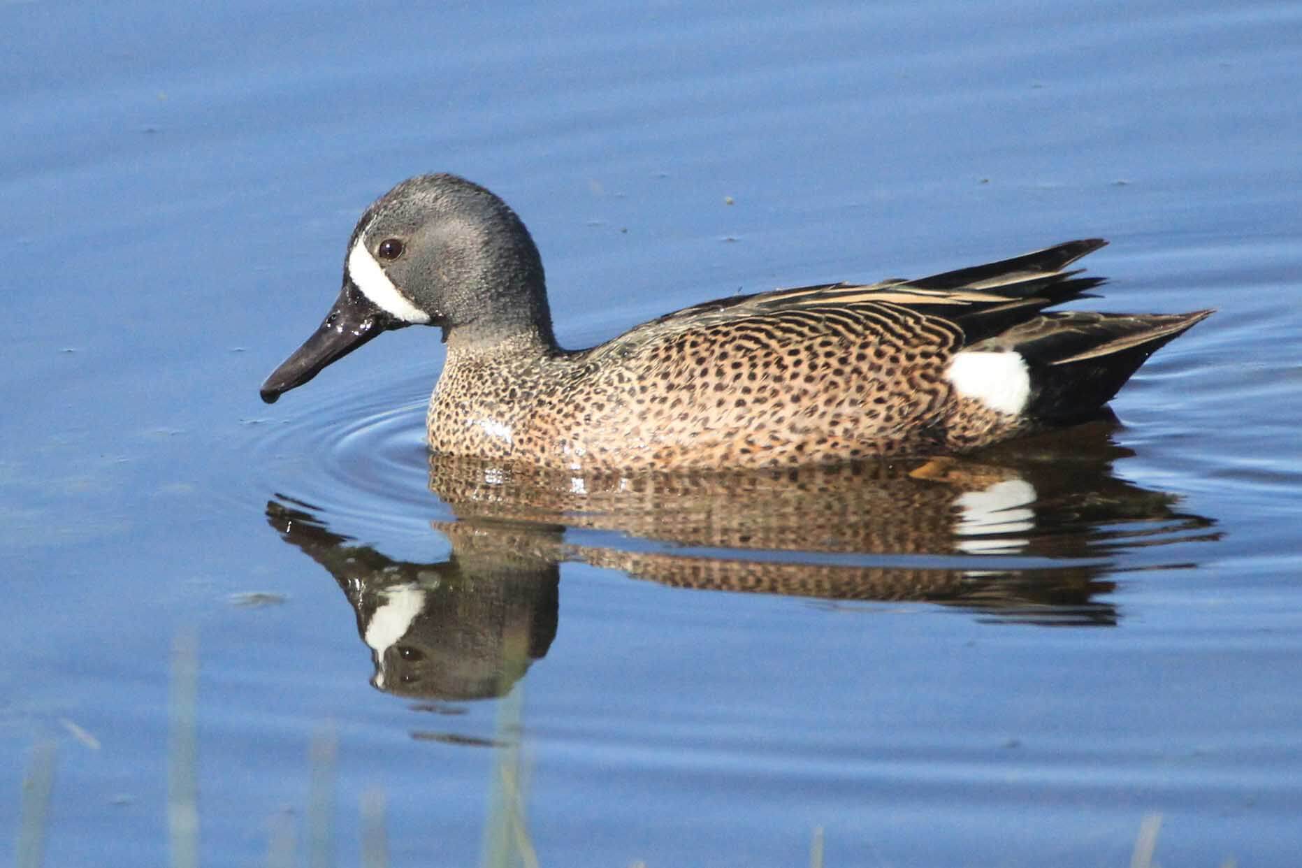 A Visit to St. Vincent National Wildlife Refuge