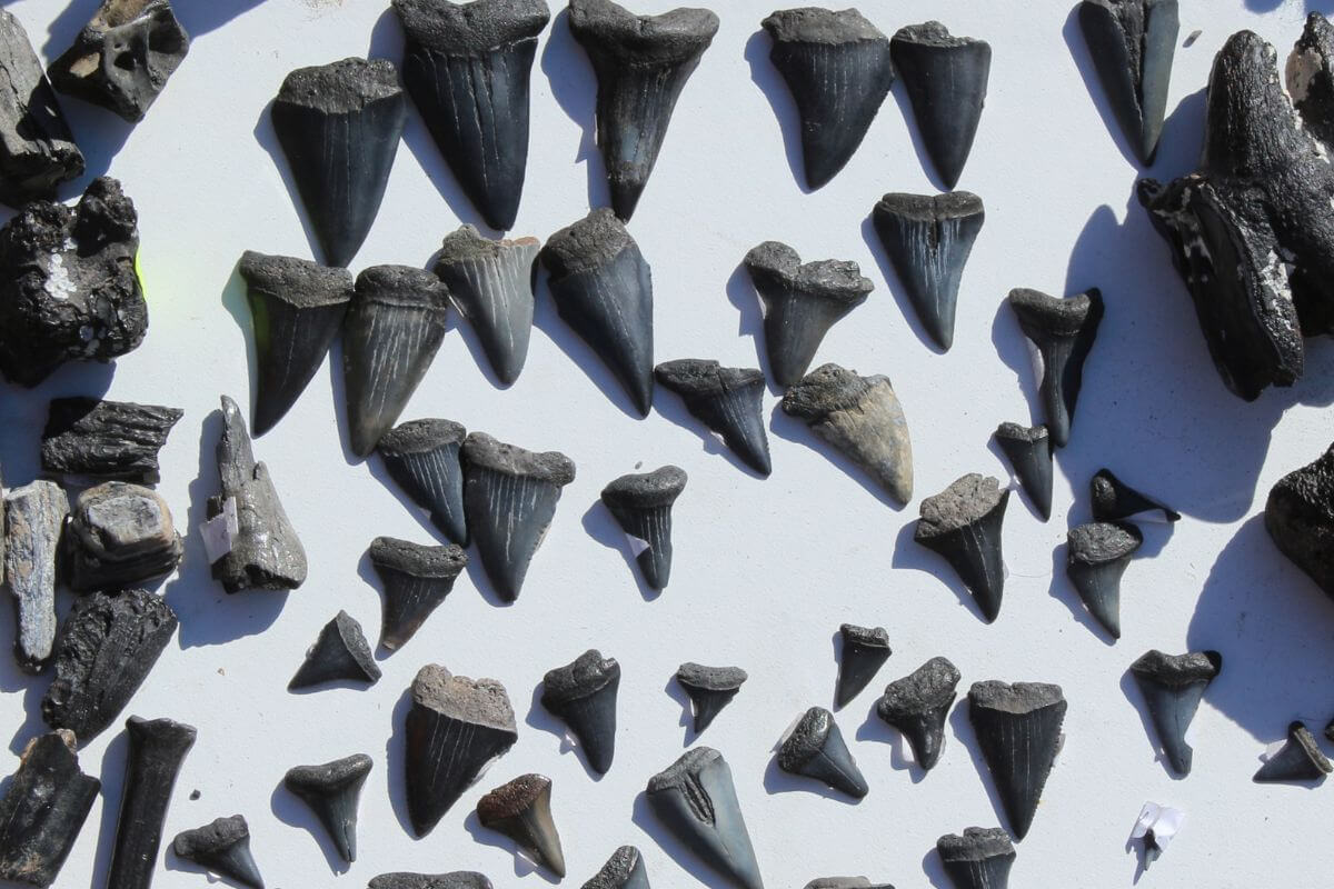 Best Places to Find Shark Teeth in Florida • Authentic Florida