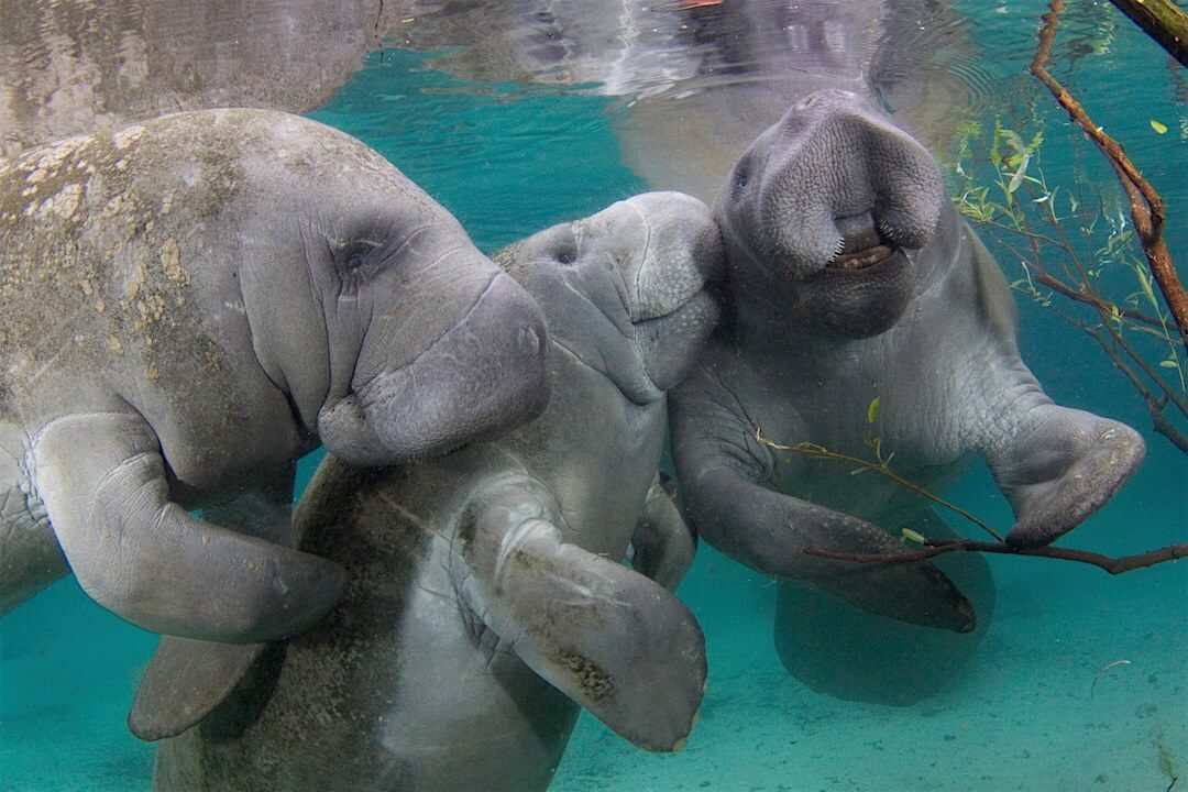 15 Great Places To See Florida Manatees 5534