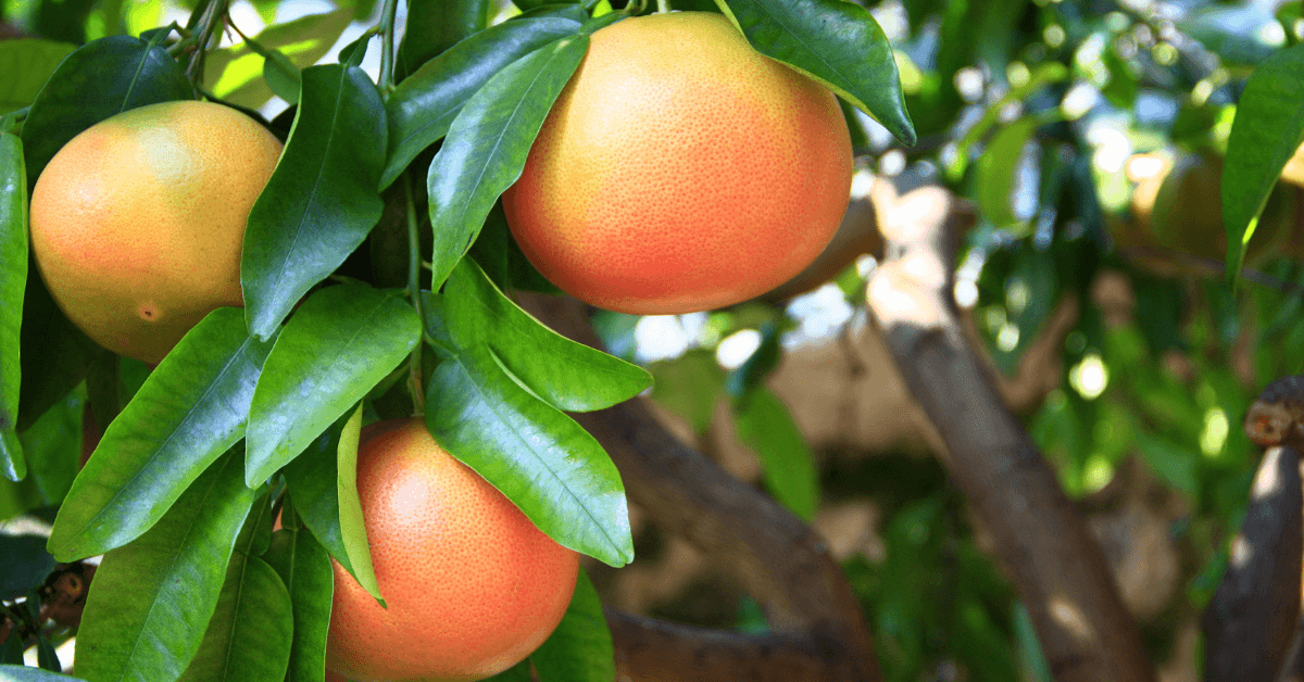 Foto einer Grapefruit am Baum