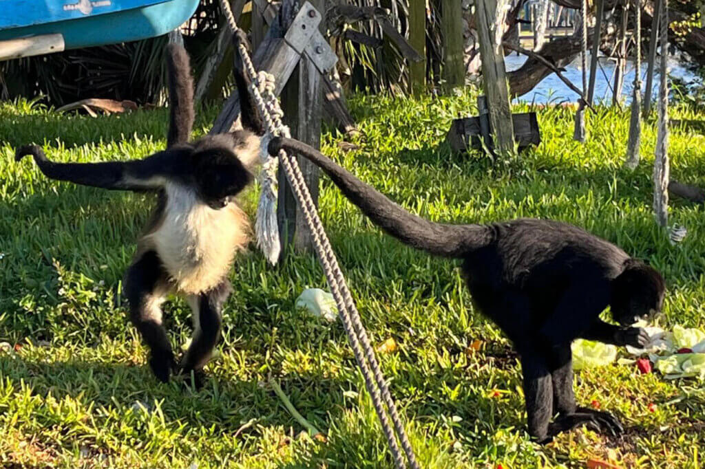 5 Places to See Monkeys in Florida • Authentic Florida