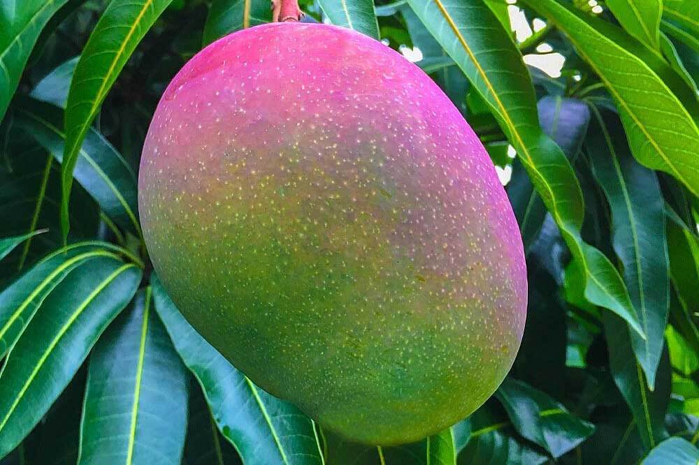 An Authentic Florida Mangos Road Trip 2023