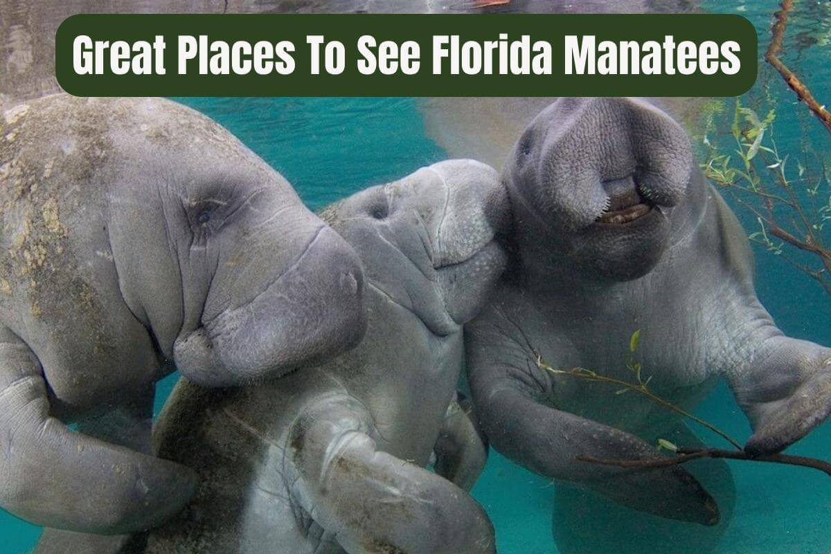 Best Places in Florida to see Manatees - Sunshine State Insider