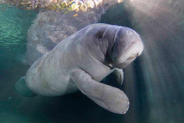 11 Locations To See Manatees In Florida - My Cornacopia