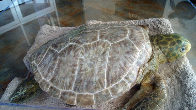 https://asoft11222.accrisoft.com/authenticfla//Sea Turtles/BarrierIslandSeaTurtle.jpg