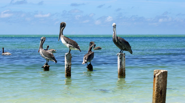 Brown Pelicans, Best Florida Places to See White Pelicans