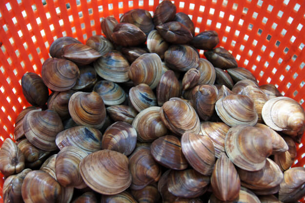 Authentic Minorcan Clam Chowder Recipe • Authentic Florida