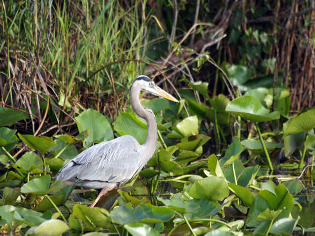 Exploring the Extraordinary Florida Everglades • Authentic Florida