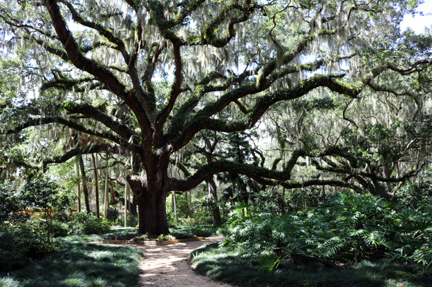 are dogs allowed in washington oaks state park