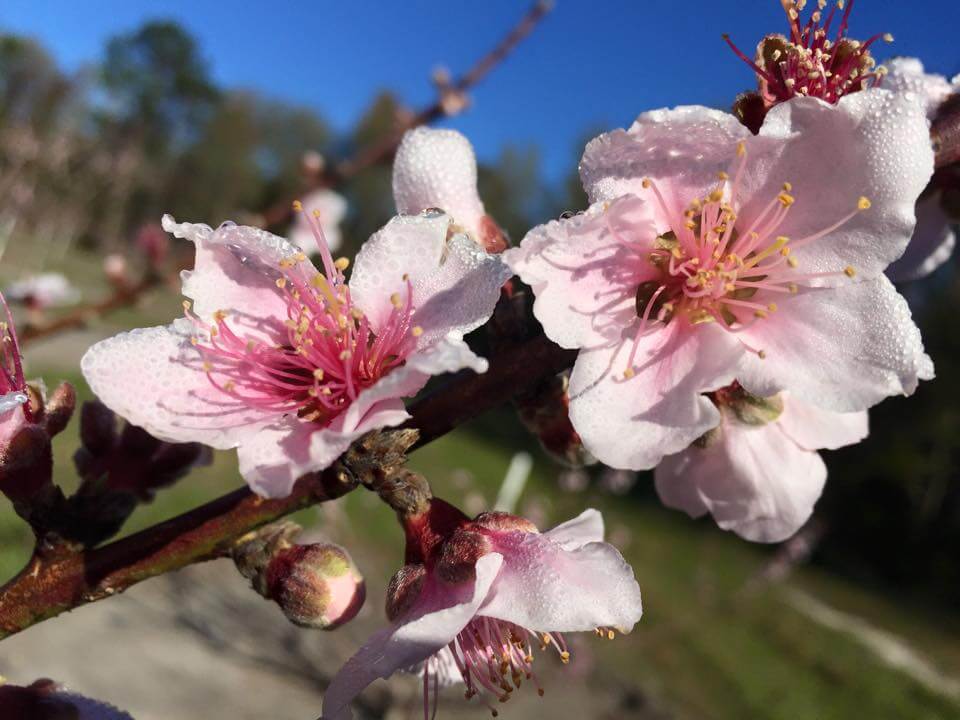 Peachy Keen! Florida Peaches are Back & Sweeter Than Ever