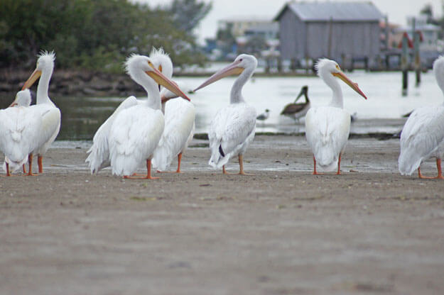White Pelicans, Cortez Village, Best Places to See White Pelicans
