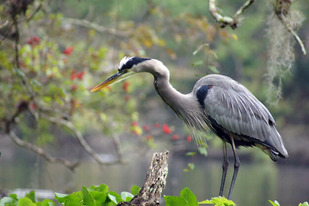 Experience Old Florida at Wekiwa Springs • Authentic Florida