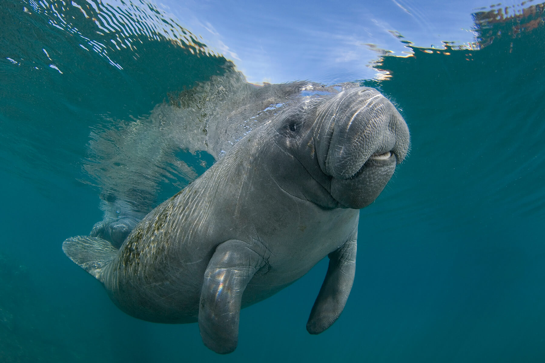 manatee steiff