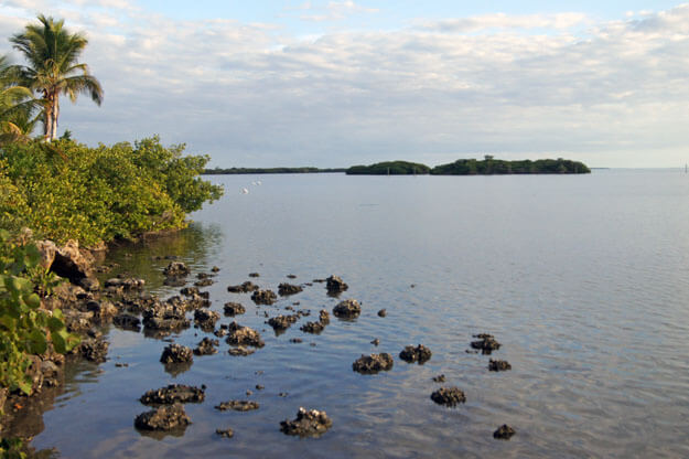 Placida Harbor, Best Places in Florida to See White Pelicans