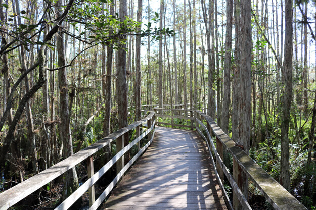 A Visit to Florida's Corkscrew Swamp • AuthenticFlorida.com