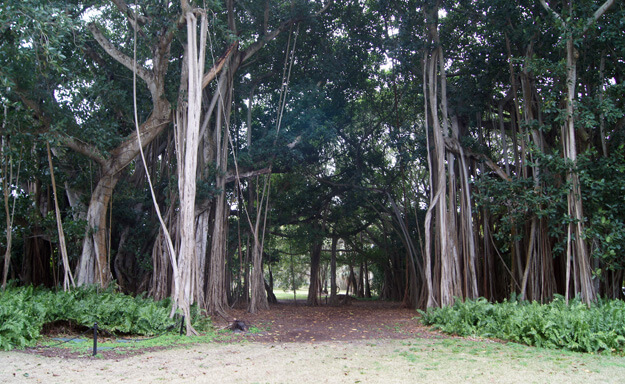 Celebrate Spring! Tour Four Florida Gardens • AuthenticFlorida.com