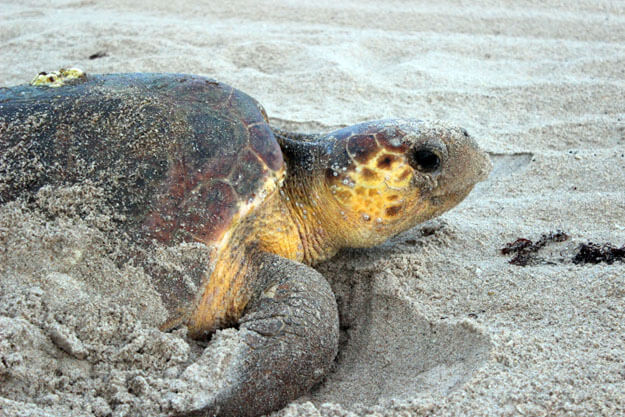 The 2023 Florida Sea Turtle Season is Back • Authentic Florida