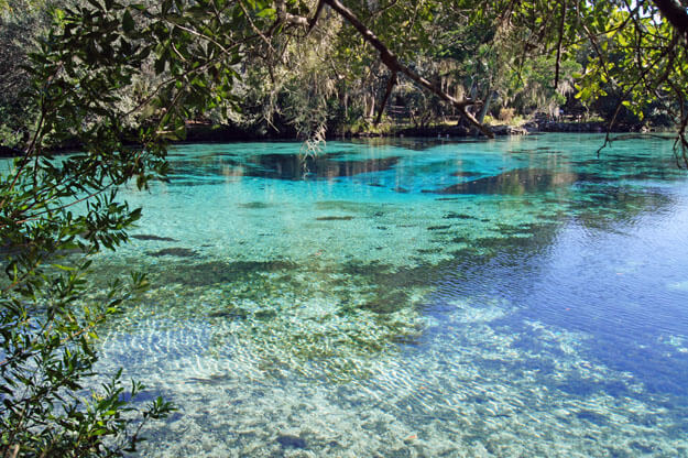 A Visit To Ocala National Forest • Authentic Florida