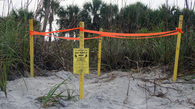 https://asoft11222.accrisoft.com/authenticfla//Sea Turtles/TurtleWalkNestStaked625X.jpg