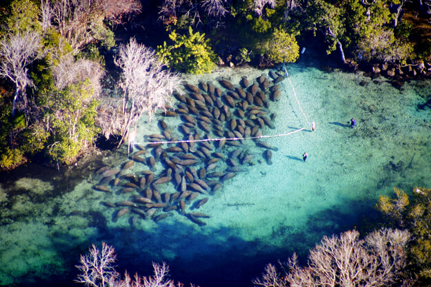 15 Great Places To See Florida Manatees In 2023