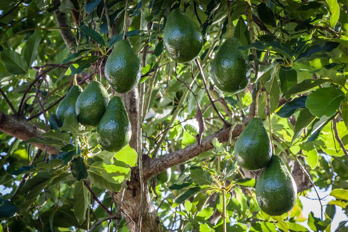 What Makes Florida Avocados Delicious • Authentic Florida