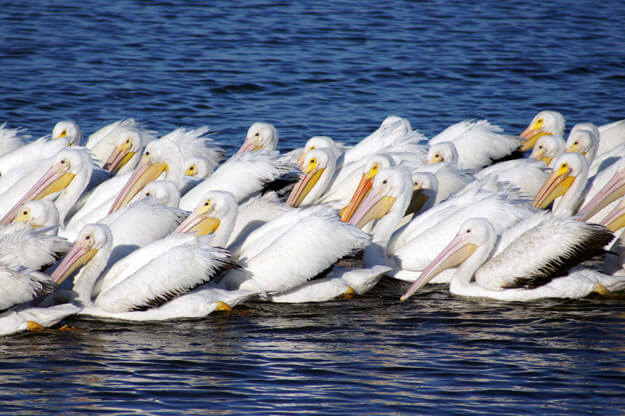 White Pelicans, Best Florida Places to See White Pelicans