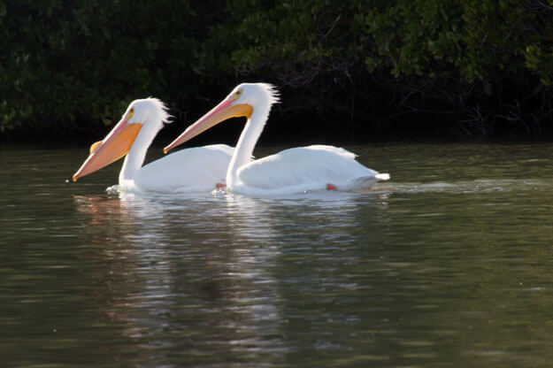 Pelícanos blancos, Plácida, los mejores lugares de Florida para ver pelícanos blancos