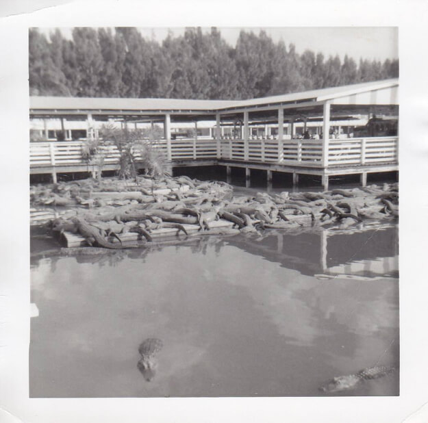 Vintage photo of Gatorland