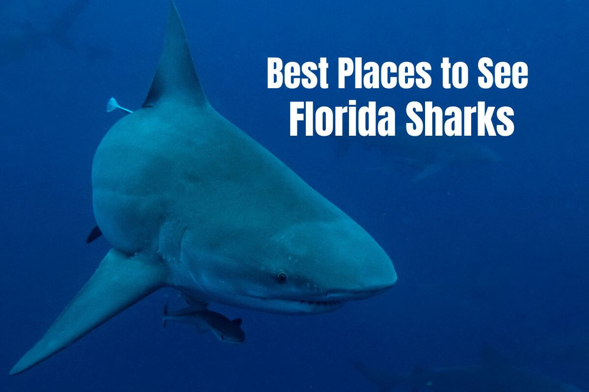 10 Best Places to See Florida Sharks in 2023 Authentic Florida