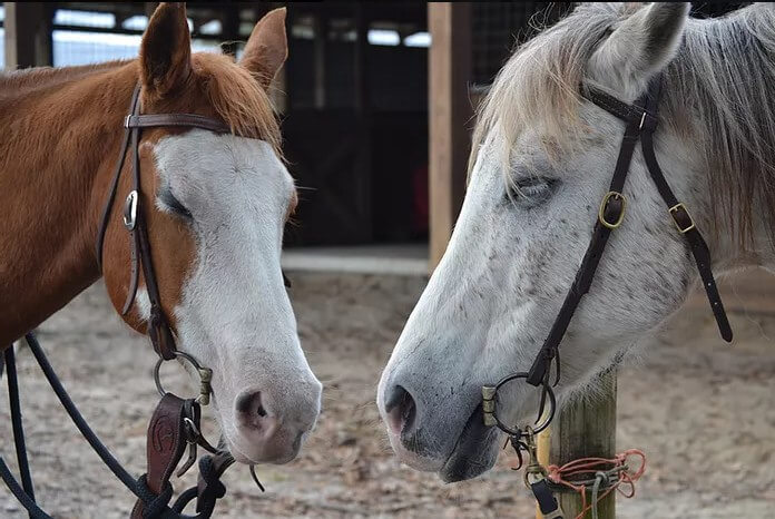 Our Favorite Places to Horse Around in Florida • Authentic Florida