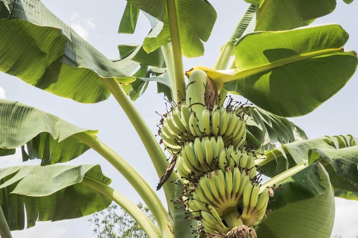 grow your own florida bananas with these tips and tricks