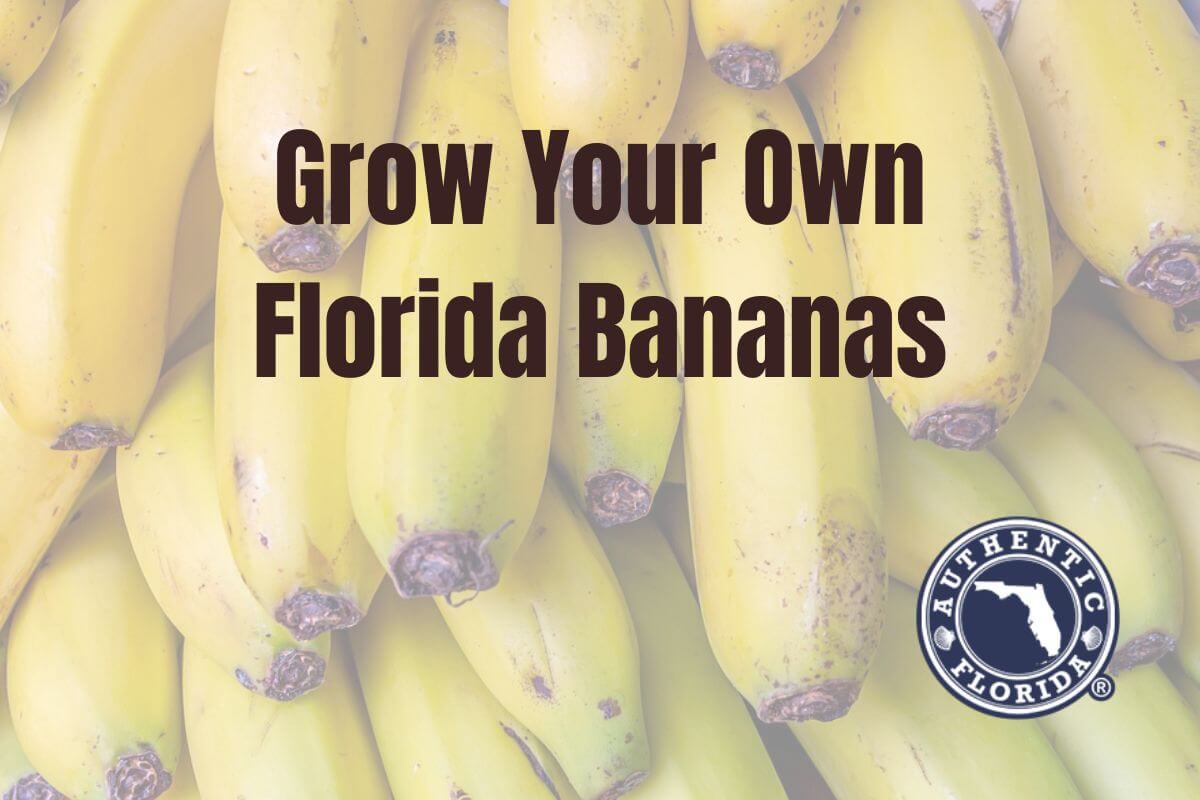 Grow Your Own Bananas in Florida With These Tips and Tricks
