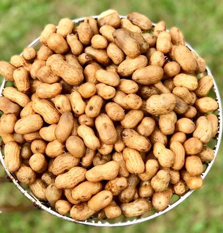 We're "Nuts" About These Peanut Farms In Florida • Authentic Florida