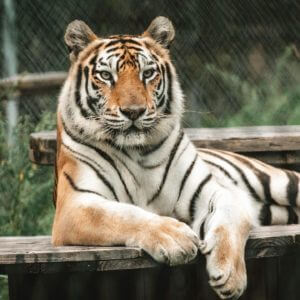 Catty Shack Ranch Wildlife Sanctuary Jacksonville