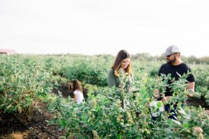 Foto de la recolección de arándanos en Southern Hill Farms