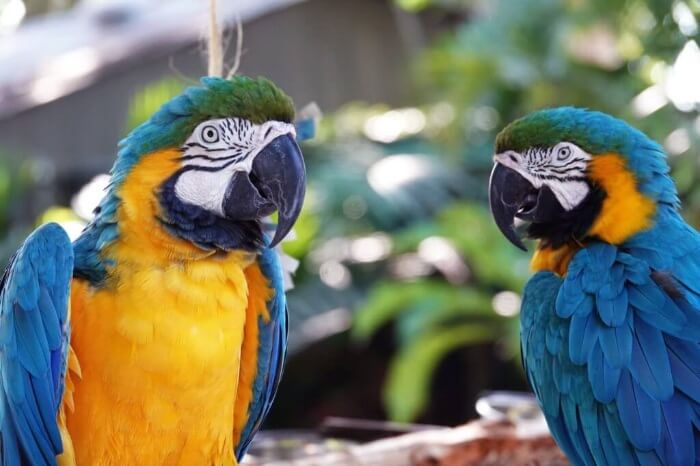 Our 20 Favorite Florida Zoos & Gardens • AuthenticFlorida.com