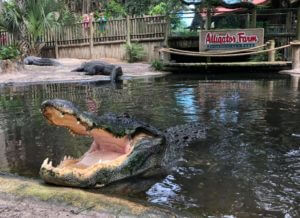 Granja de caimanes y parque zoológico de St. Augustine