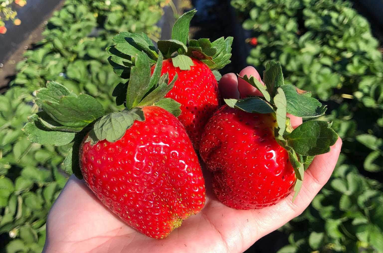 Why Florida Strawberries are the 'Berry Best'! Authentic Florida