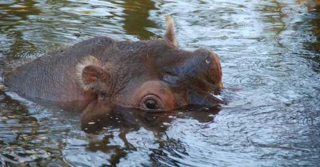 Lu el hipopótamo Homosassa Springs