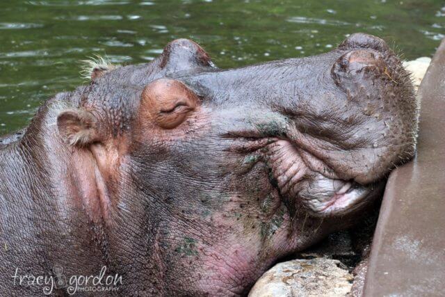 Lu el hipopótamo Homosassa Springs
