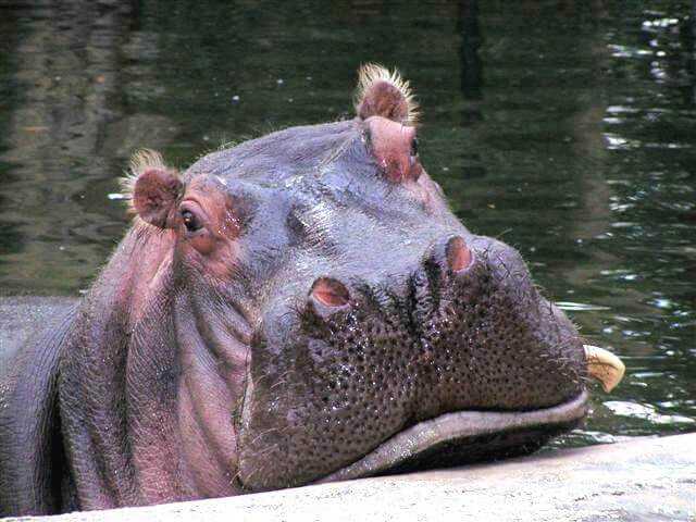 Our Favorite Homosassa Springs Resident: Lu the Hippo