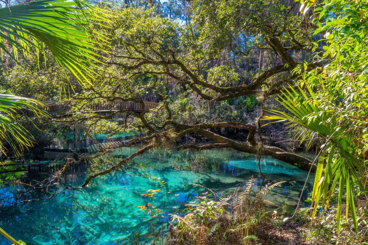 A Visit to Juniper Springs, Ocala National Forest