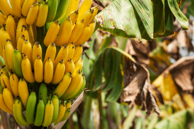 Plátanos en un árbol