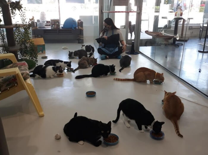 Discover The Purr-fect Escape: Cat Cafe South Carolina