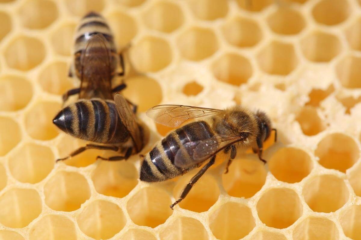 The Buzz On Saving Floridas Honey Bees • Authentic Florida