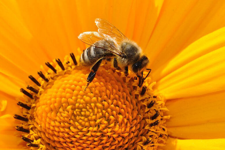 The Buzz on Saving Florida's Honey Bees • Authentic Florida