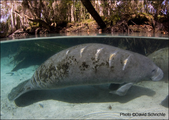 Support Manatee Awareness With Save The Manatee Club • Authentic Florida