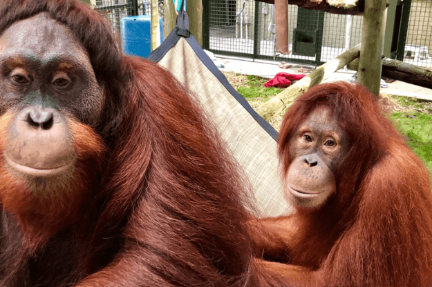 center for great apes fl