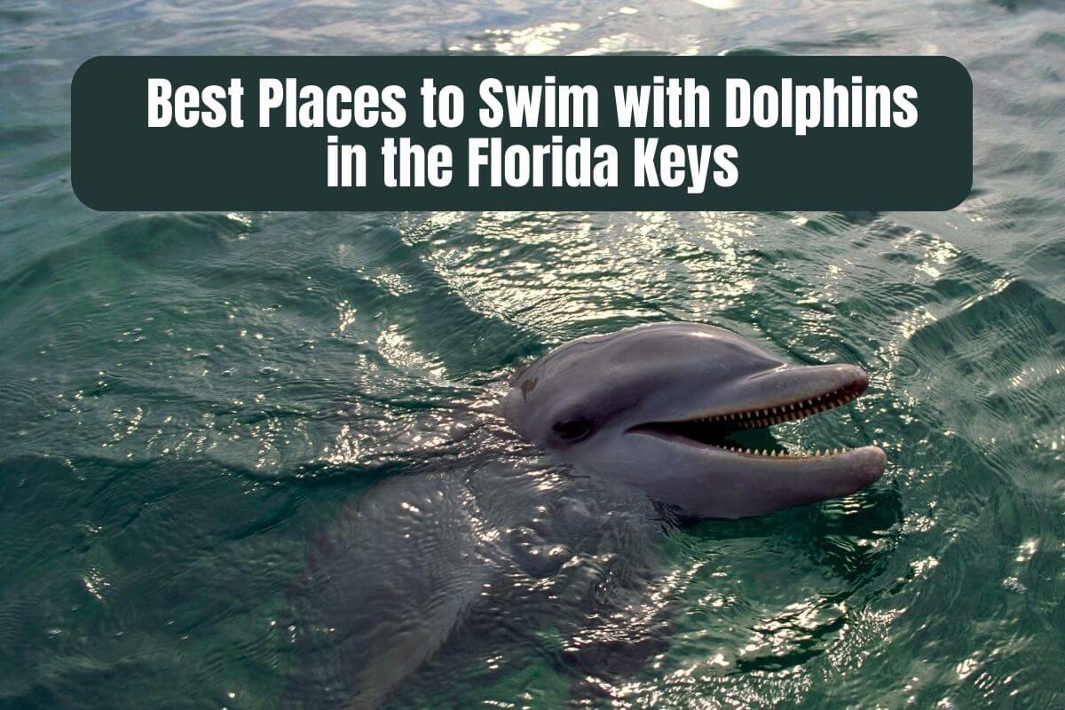 THE BEST Places to Swim with Dolphins in Key Largo (Updated 2023)