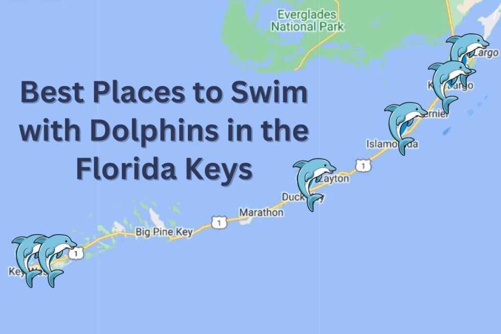 THE BEST Places to Swim with Dolphins in Key Largo (Updated 2023)